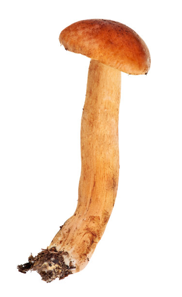 cortinarius
