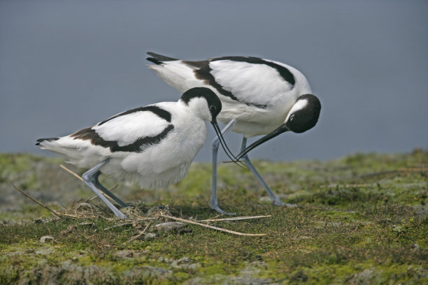 avocet