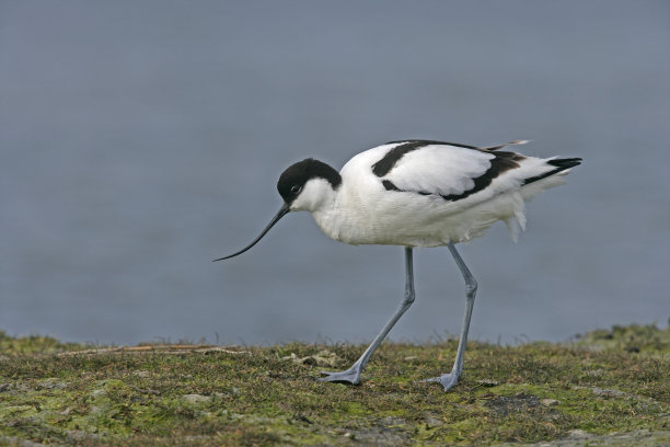 avocet