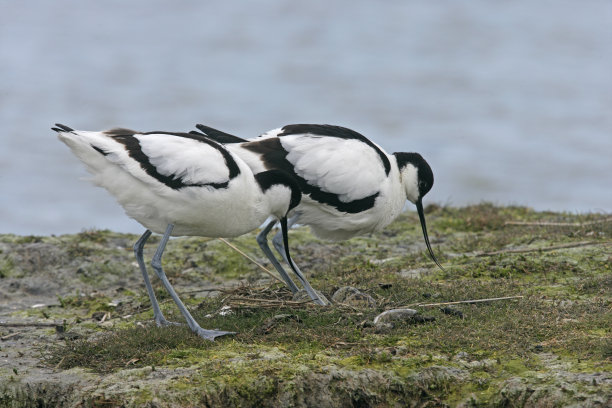 avocet