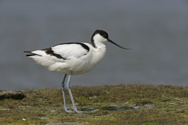 avocet