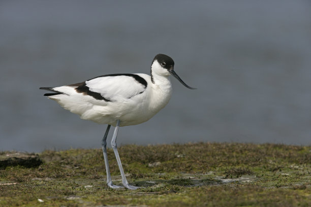 avocet