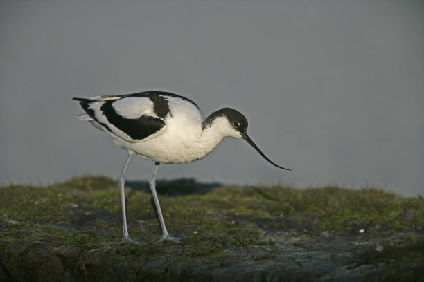 avocet