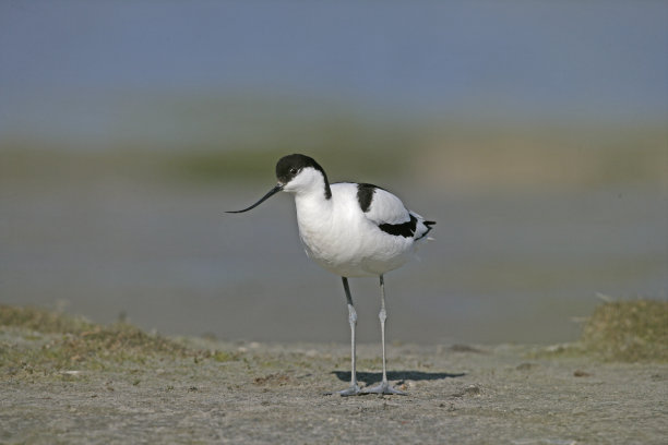avocet