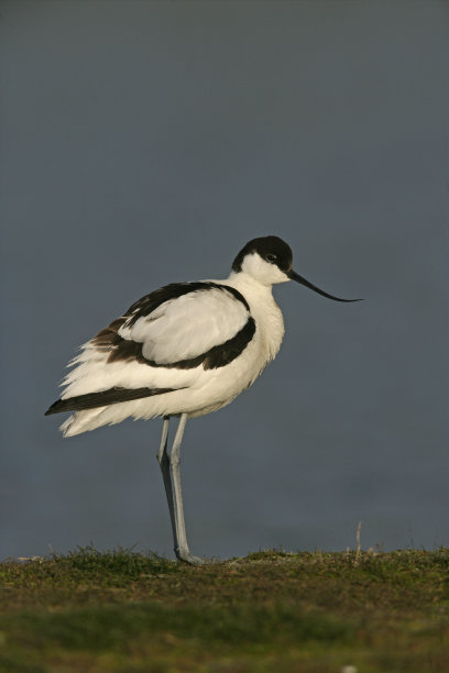 avocet