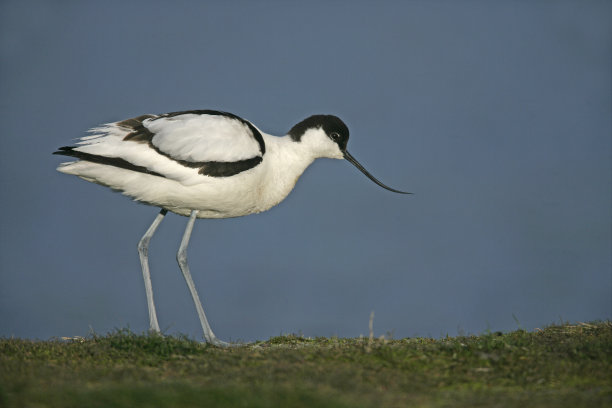 avocet