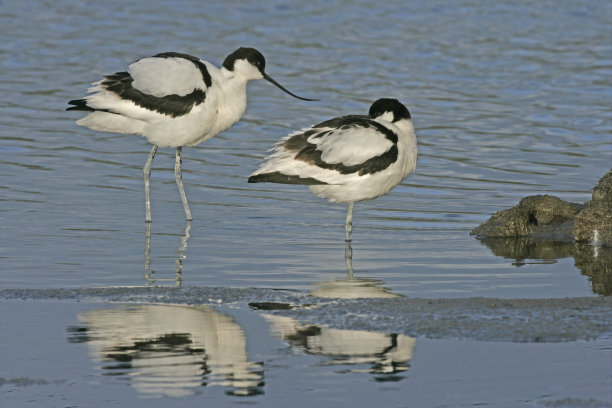 avocet
