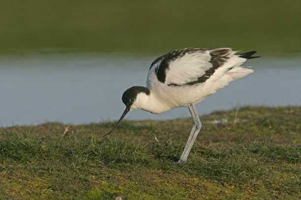 avocet