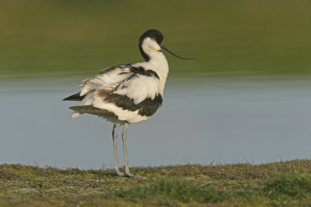 avocet
