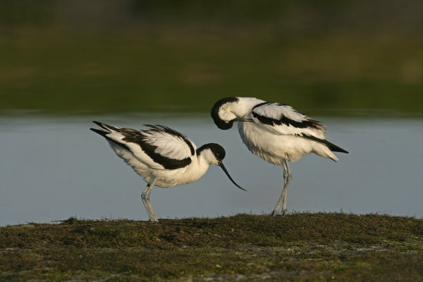 avocet