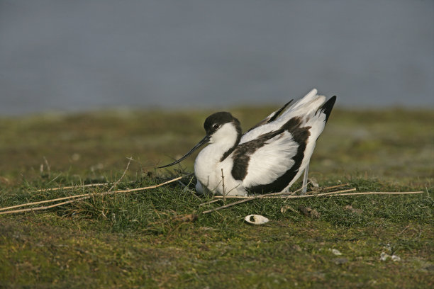 avocet