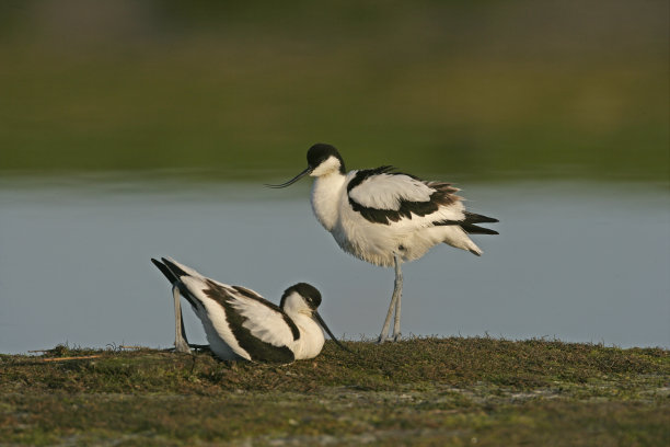 avocet