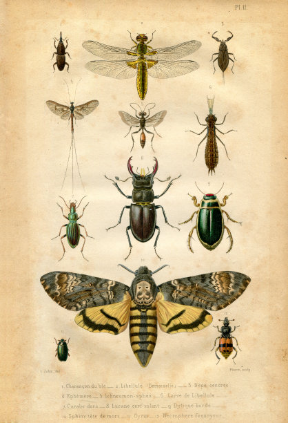 entomology