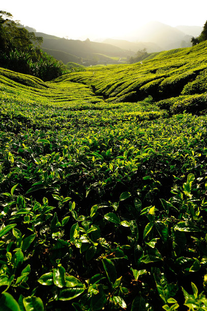 茶叶特写,红茶,白茶