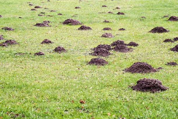 mole