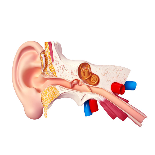 ear