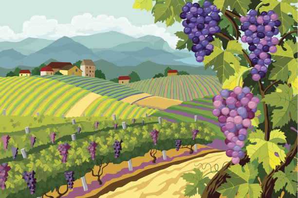 vineyard