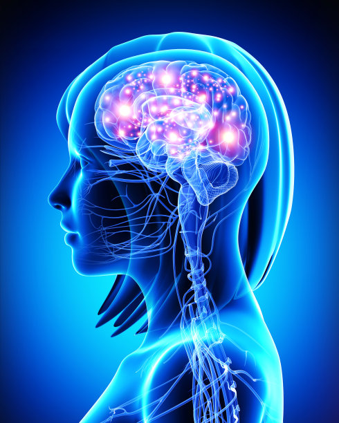 brain