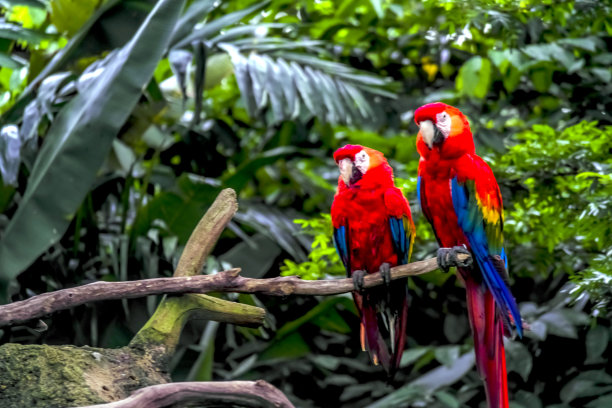 parrots