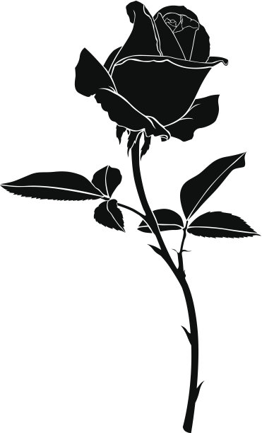 刺玫瑰花