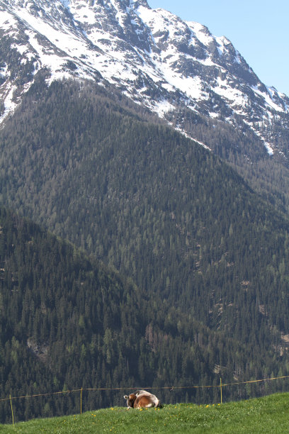 guarda