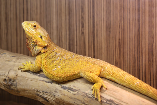 pogona
