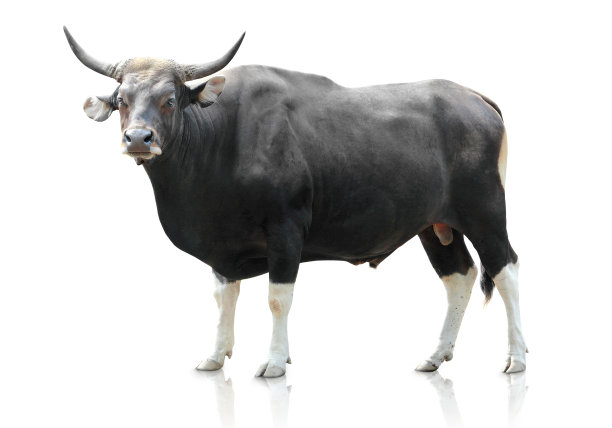bull