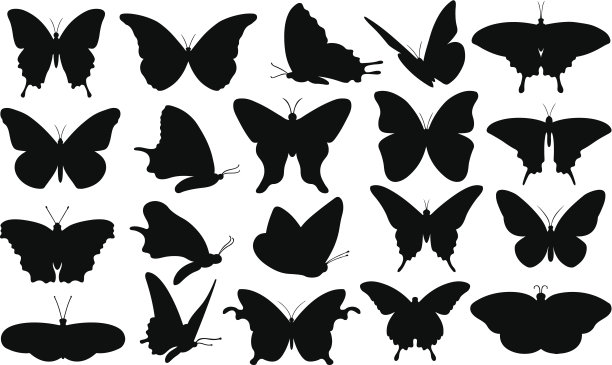 papilio
