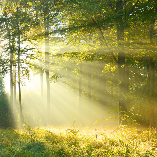 森林 阳光照射 光线 