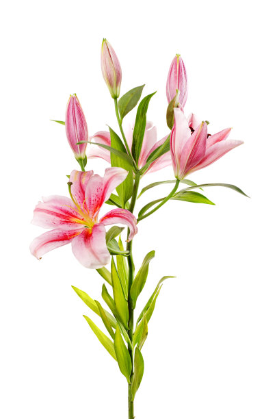 lilium