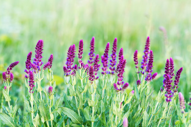 salvia