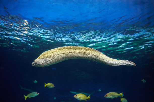 moray