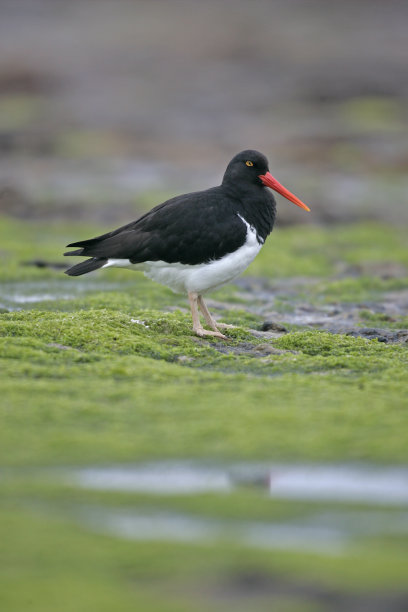 haematopus