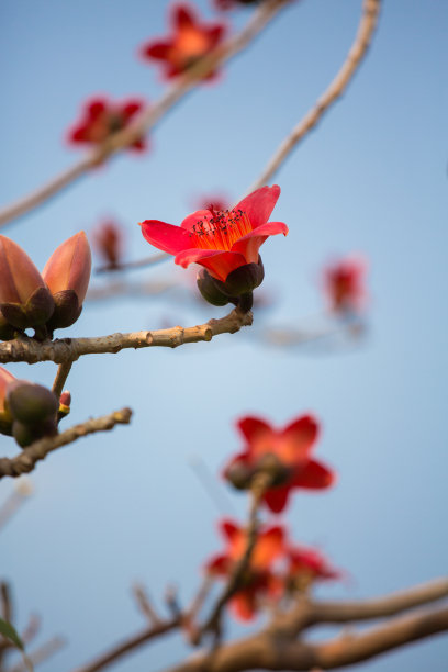 木棉花红棉花