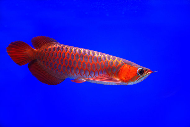 arowana