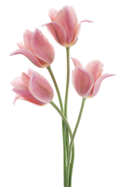 tulip
