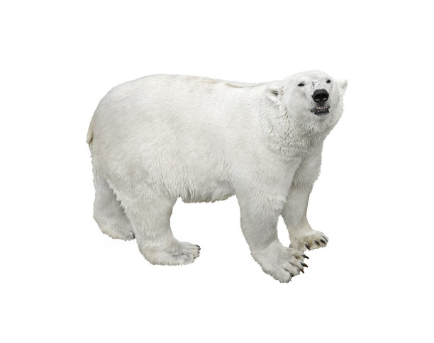 arctic
