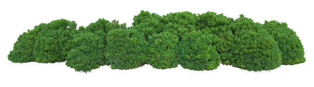 shrub