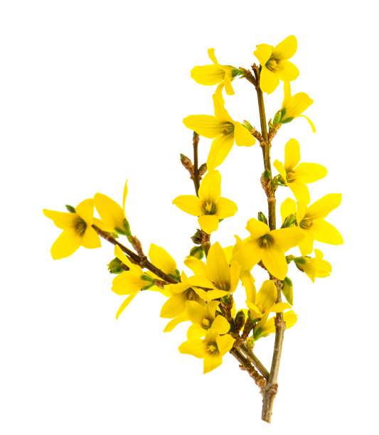 forsythia