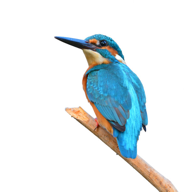 avian