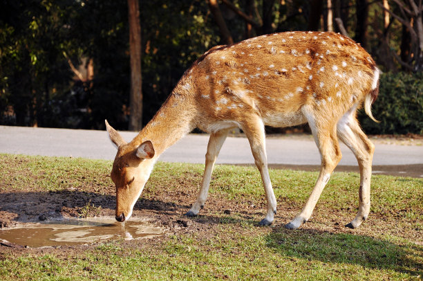 deer