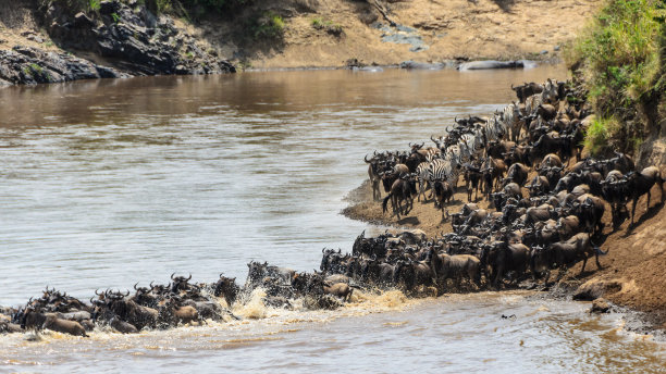 wildebeest