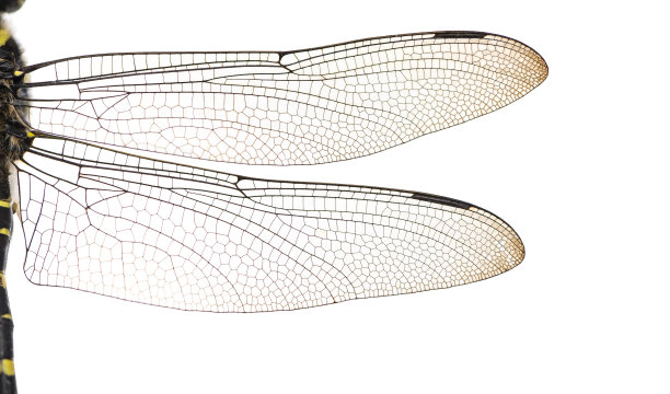 entomology