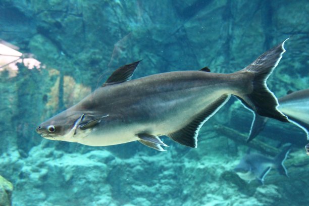 catfish