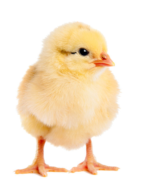 chick