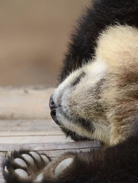 大熊猫卧龙保护区
