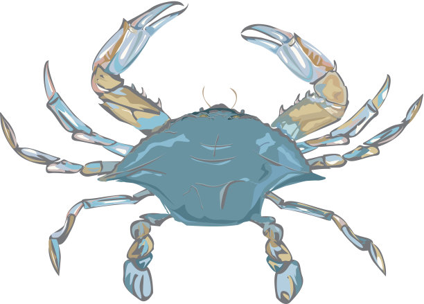 青蟹插画