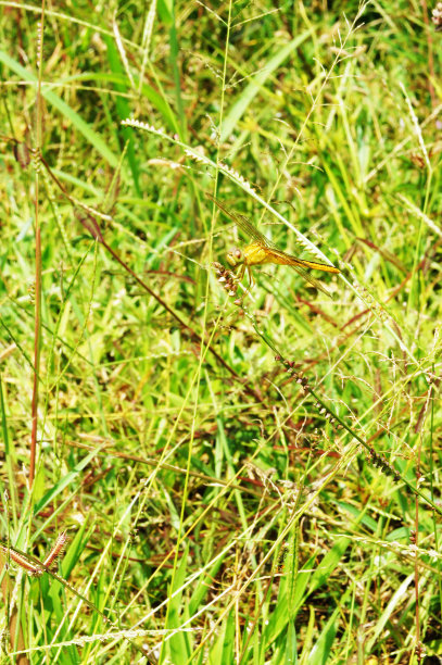黄翅赤蜻