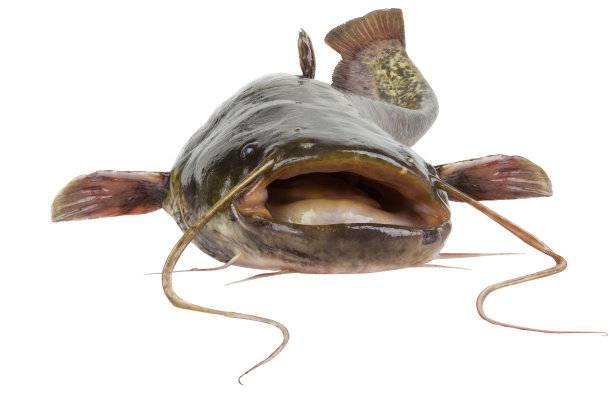 catfish