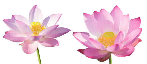 白色背景,花,粉色